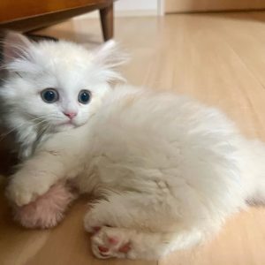 Choupette