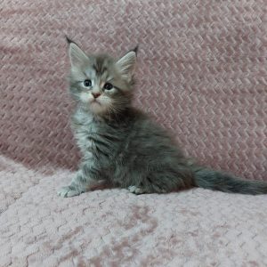 Boris