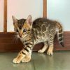 Catindia