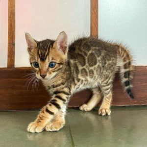 Catindia