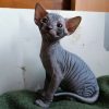 Coco