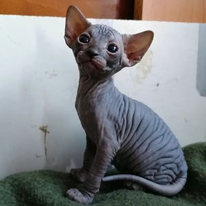 Coco