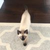 Hazel