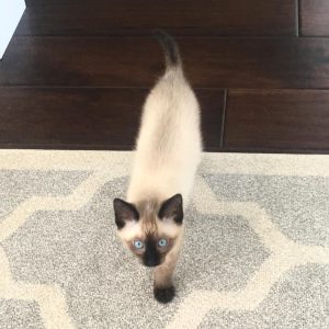 Hazel