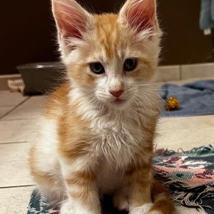 Ken