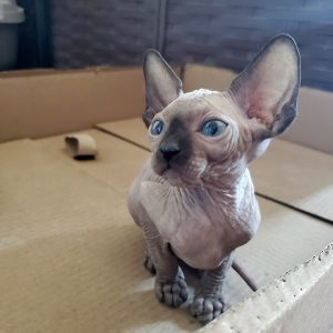 Lola