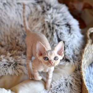 Milly